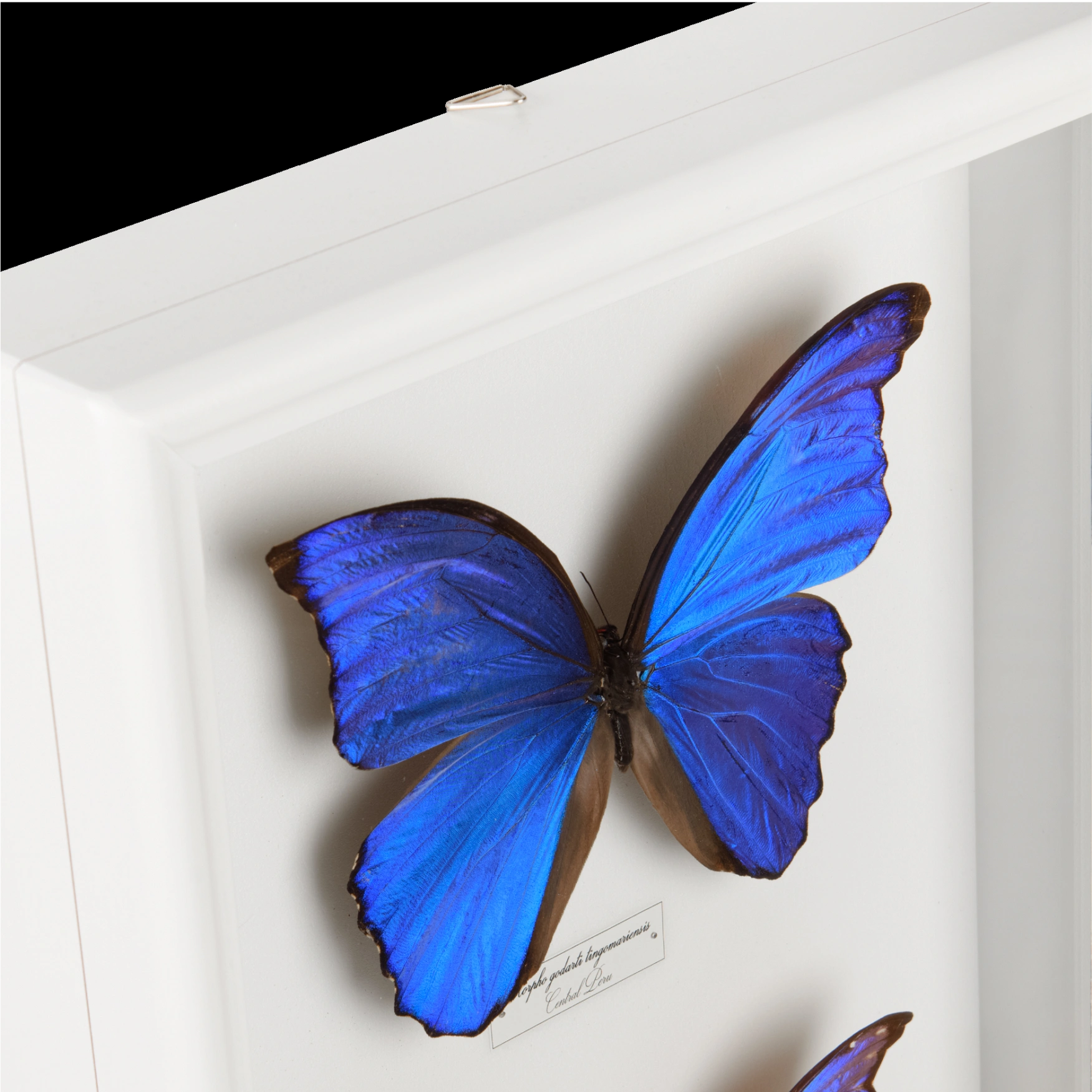 Peru's Blue Morpho Butterflies - preview photo 3123