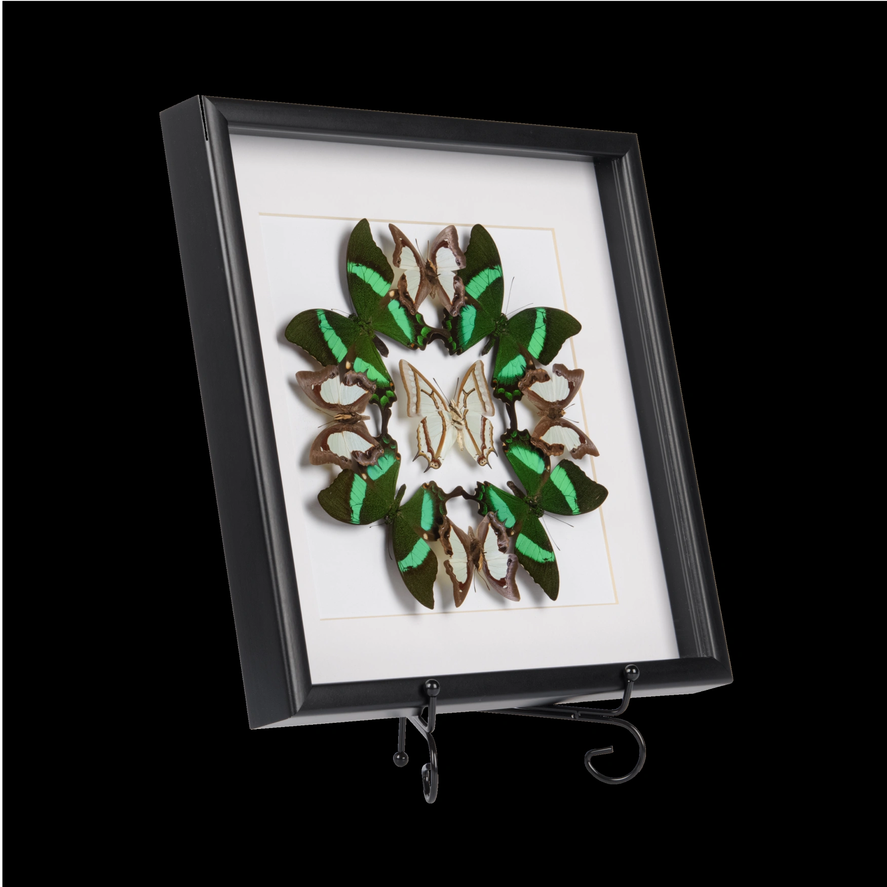 Tropical Butterfly Symphony - preview photo 2123