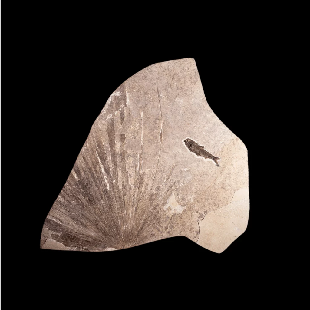 Knightia Sp. fish and a palm leaf