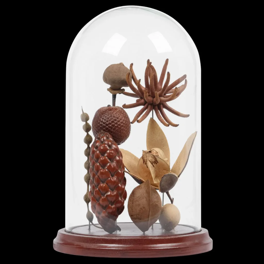 Tropical fruits and seeds in glass cloche