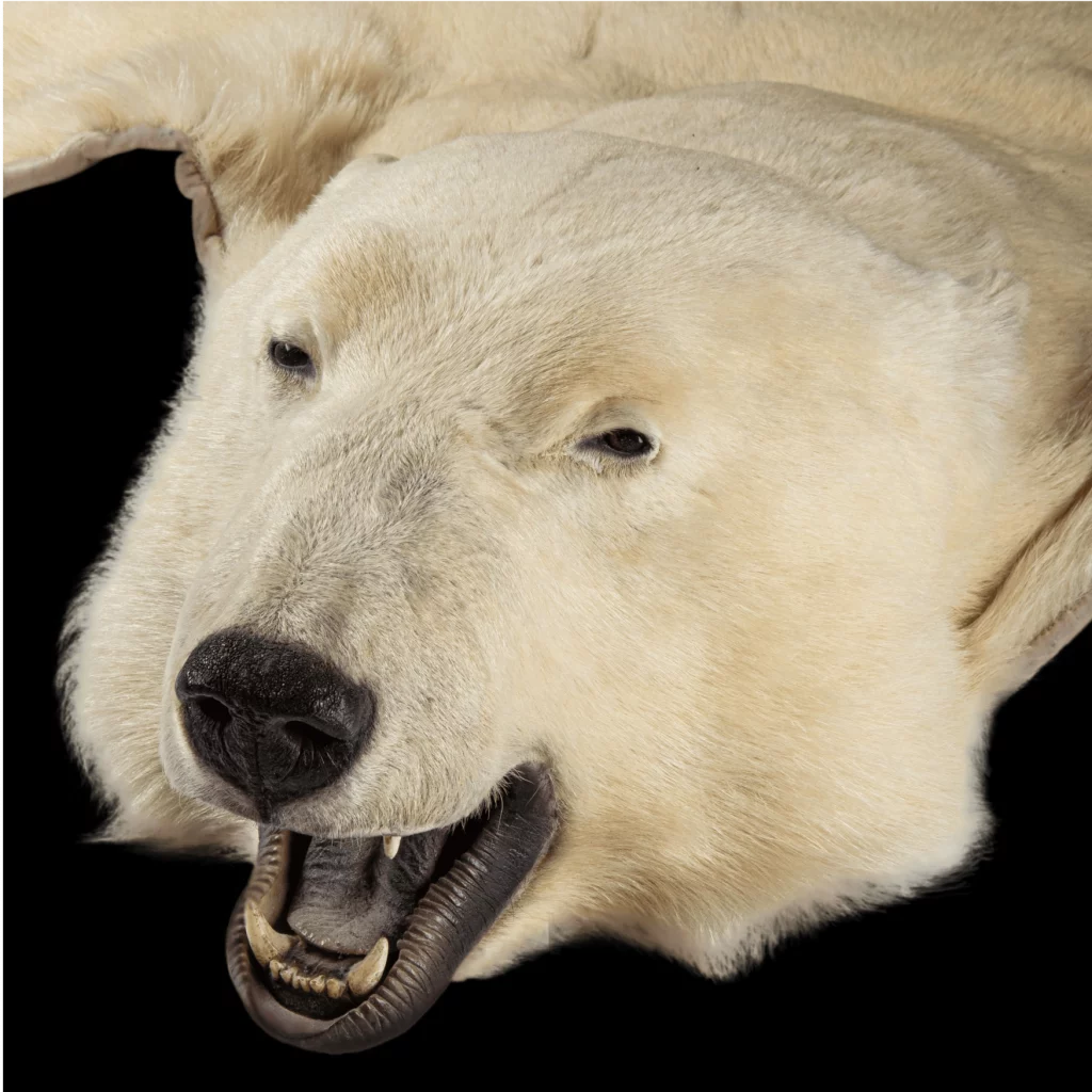 Polar Bear Rug