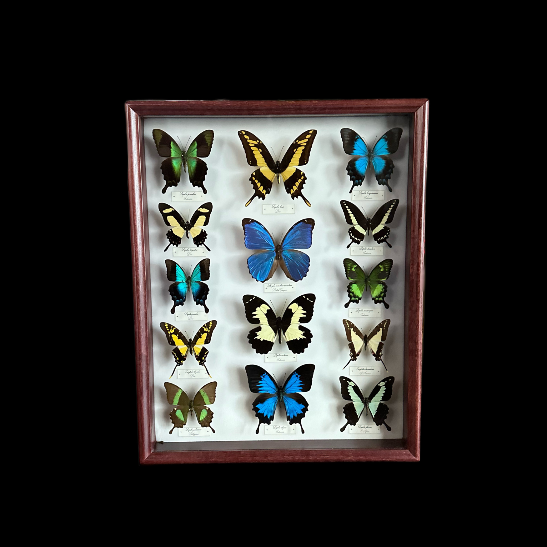 Collection of 56 perfectly preserved butterflies from 3 continents - preview photo 2123