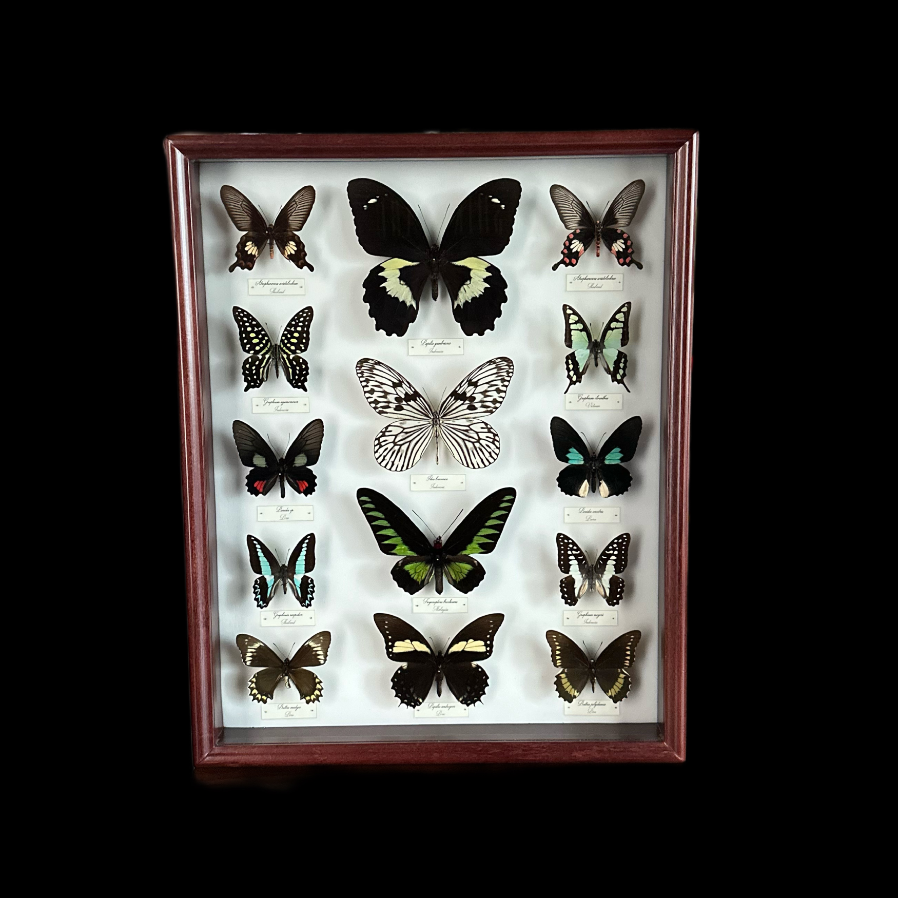 Collection of 56 perfectly preserved butterflies from 3 continents - preview photo 3123
