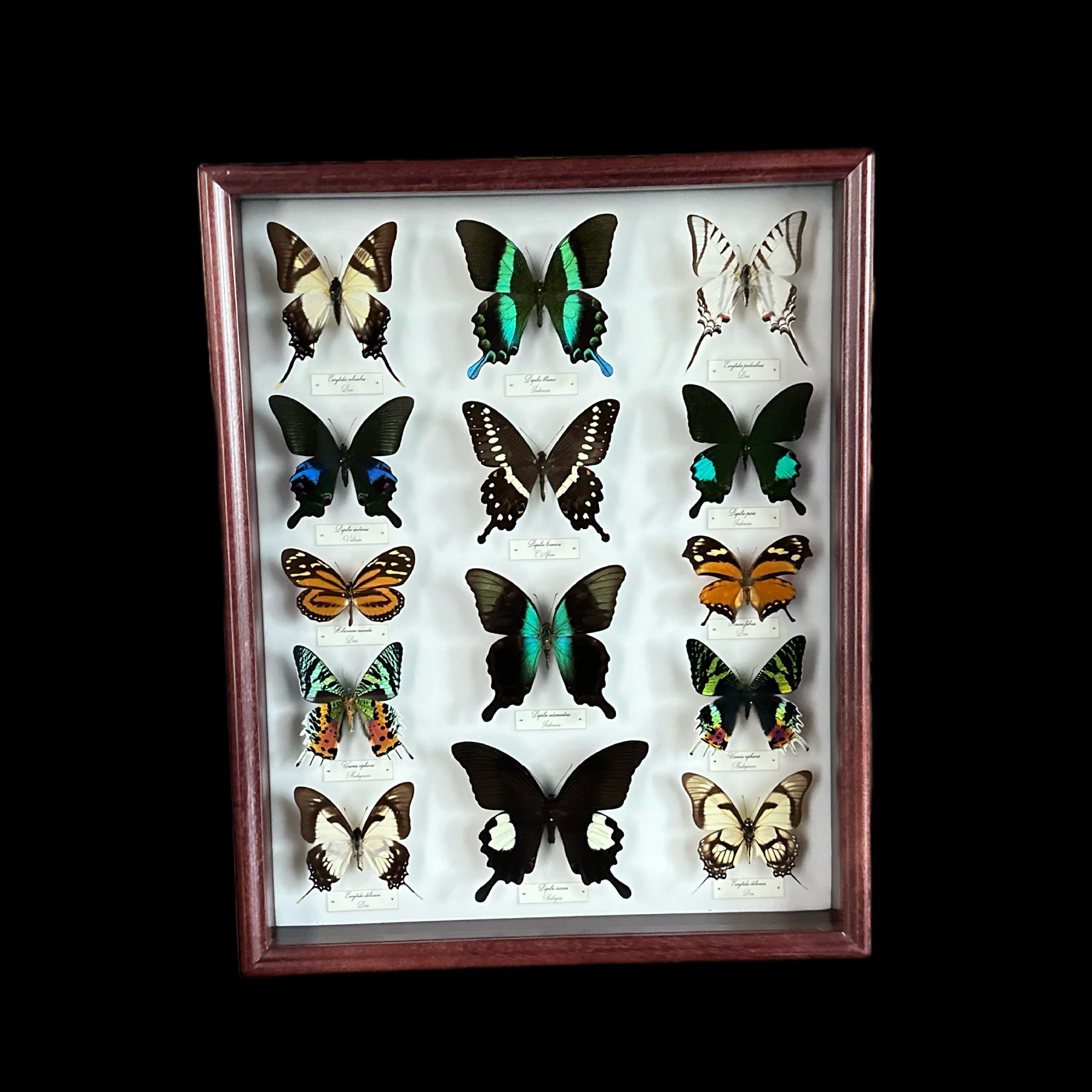 Collection of 56 perfectly preserved butterflies from 3 continents - preview photo 4123