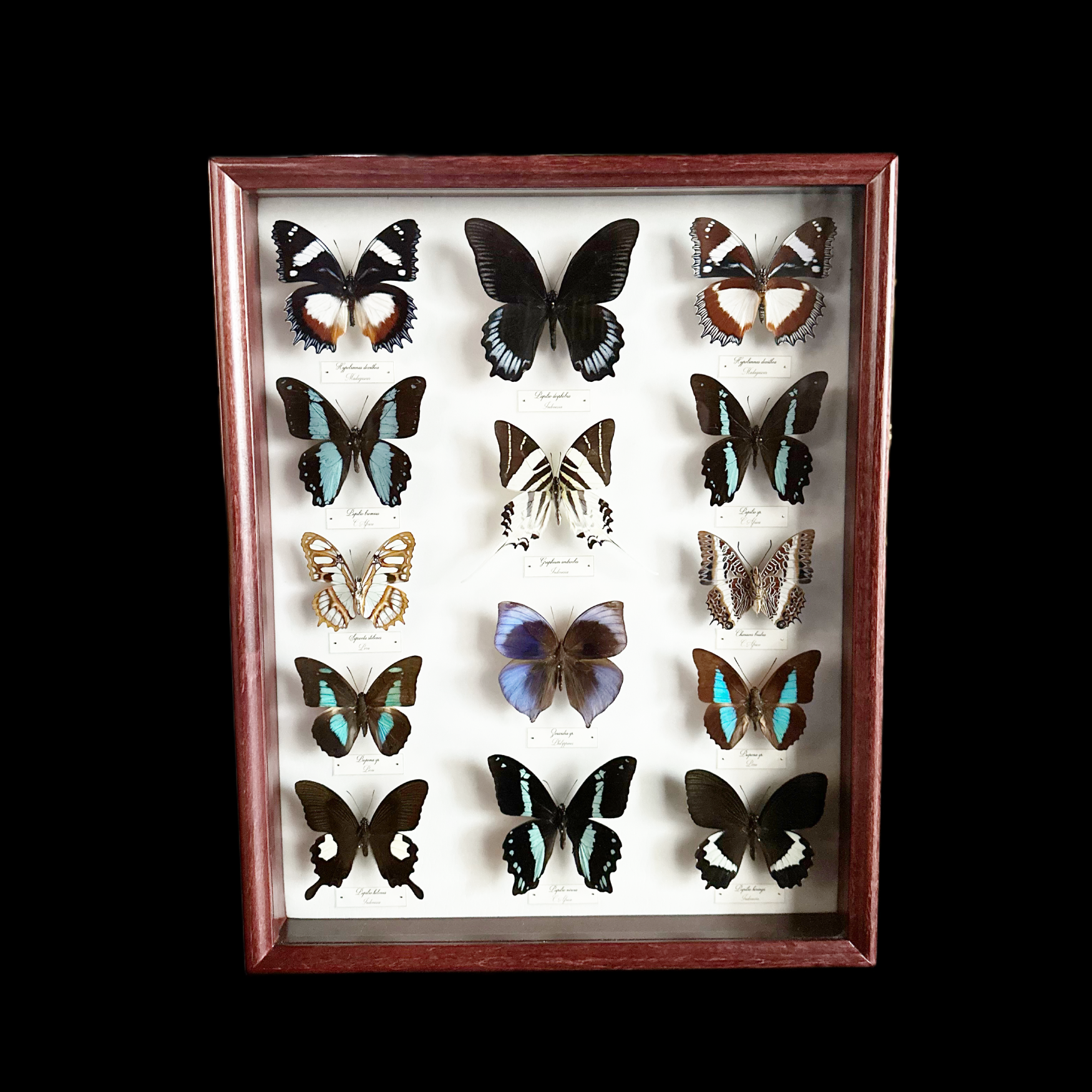 Collection of 56 perfectly preserved butterflies from 3 continents - preview photo 5123
