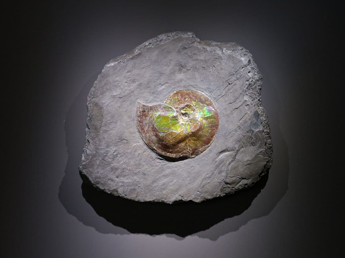 Fossils are back in the spotlight