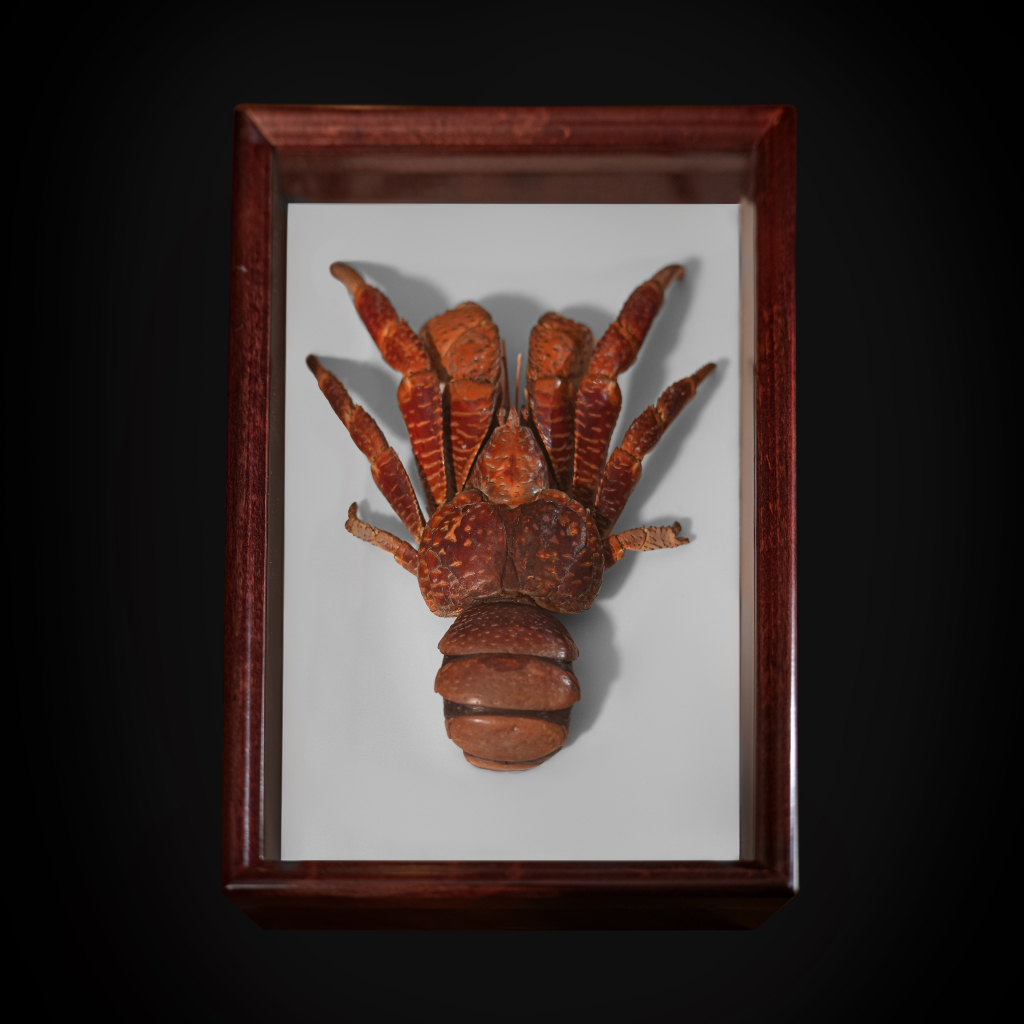 Coconut Crab (Birgus Latro), Indo-Pacific Specimen