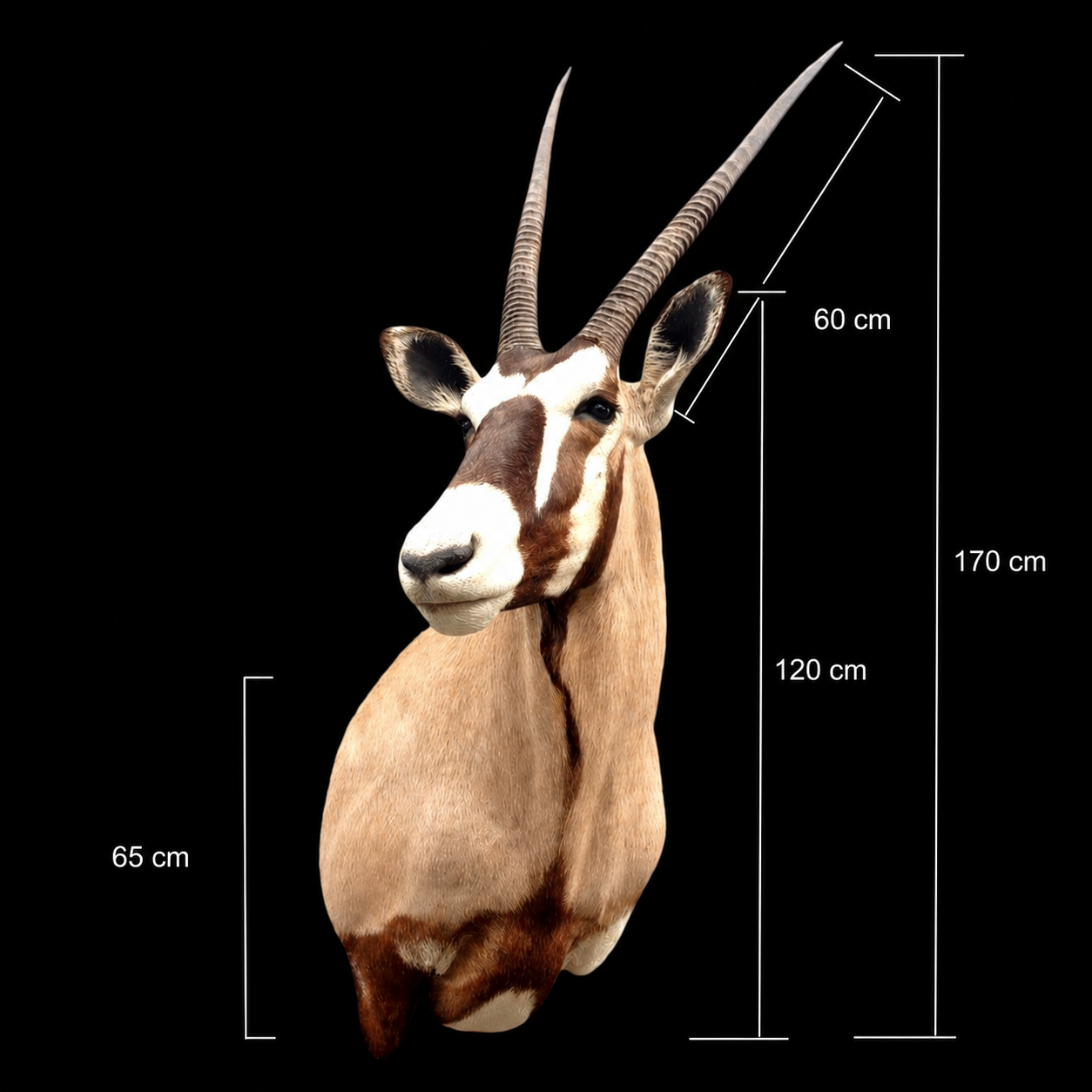 Oryx Trophy Mount – Striking Symbol of the Arid Plains - preview photo 2123
