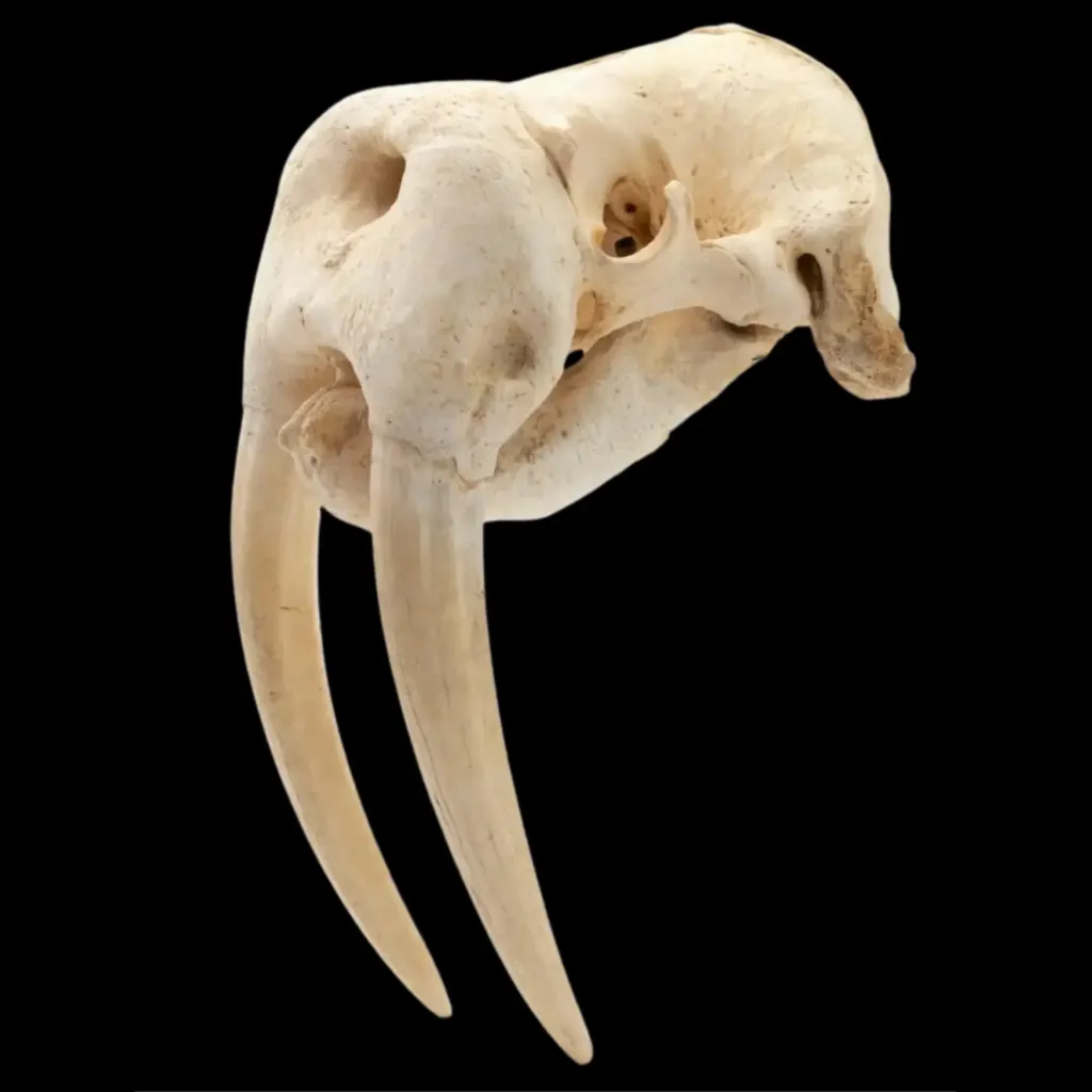 Impressive Canadian Walrus Skull A Rare Relic Of The North Buy In 