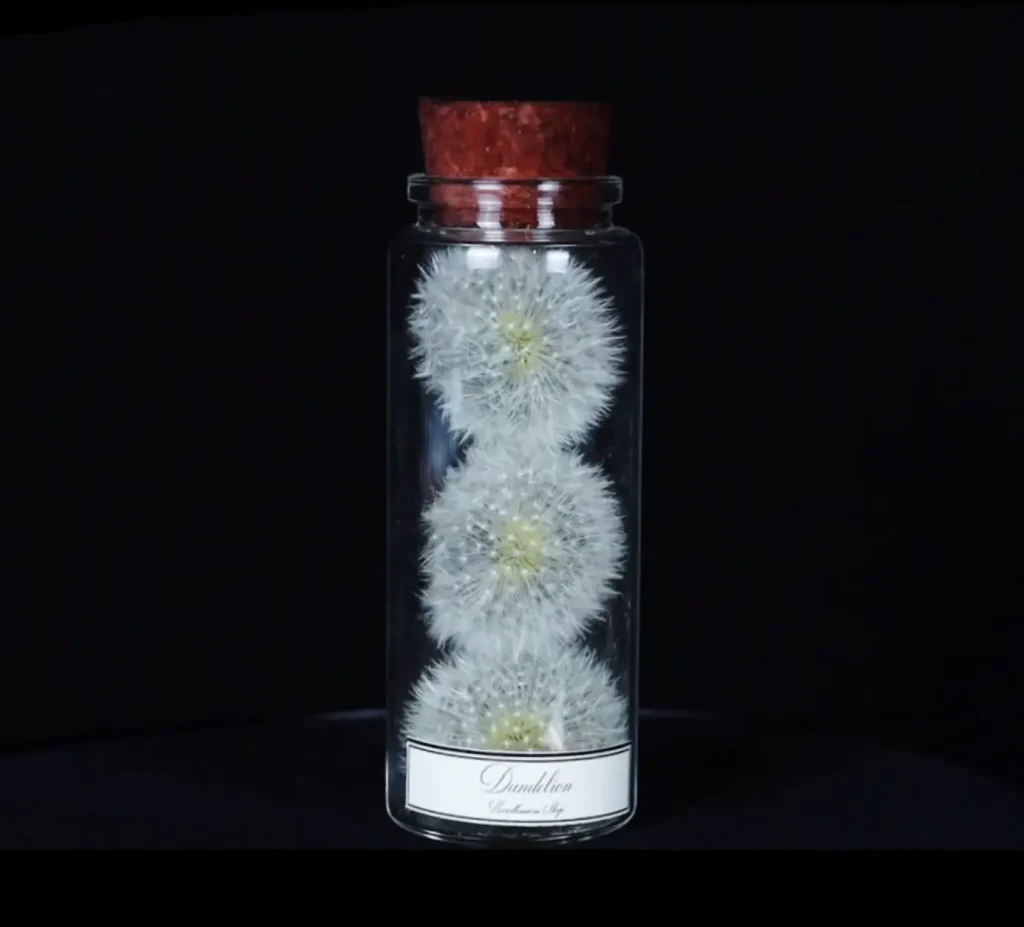 Exquisitely Preserved Dandelion in a Glass Bottle – A Rare Miniature Masterpiece