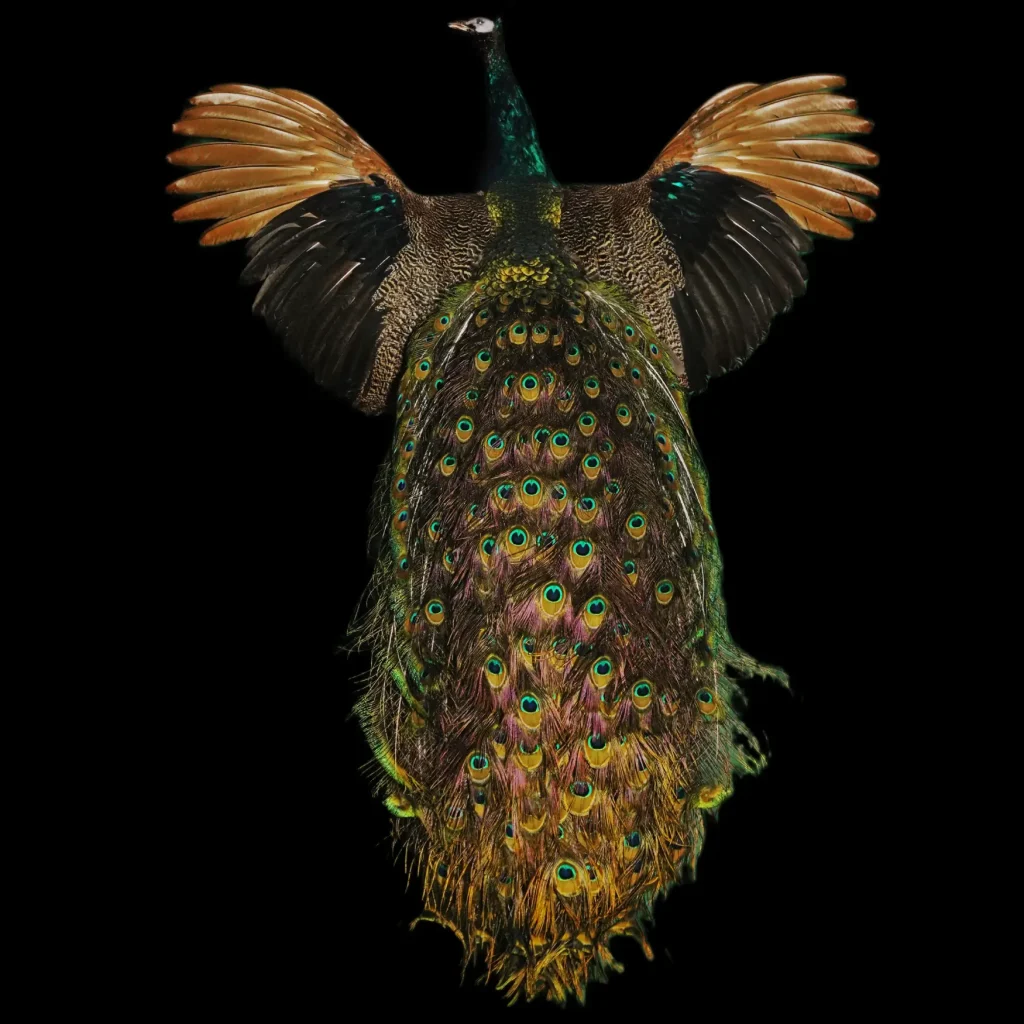 Exquisite Stuffed Peacock – A Stunning Representation of Nature’s Most Resplendent Bird