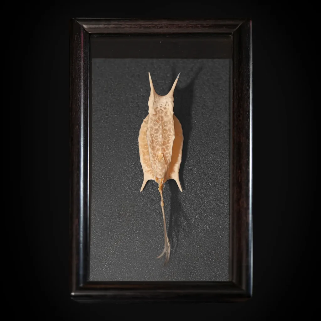 Ocean Oddity: Exquisite Longhorn Cowfish Specimen from the Coral Reefs of Indonesia