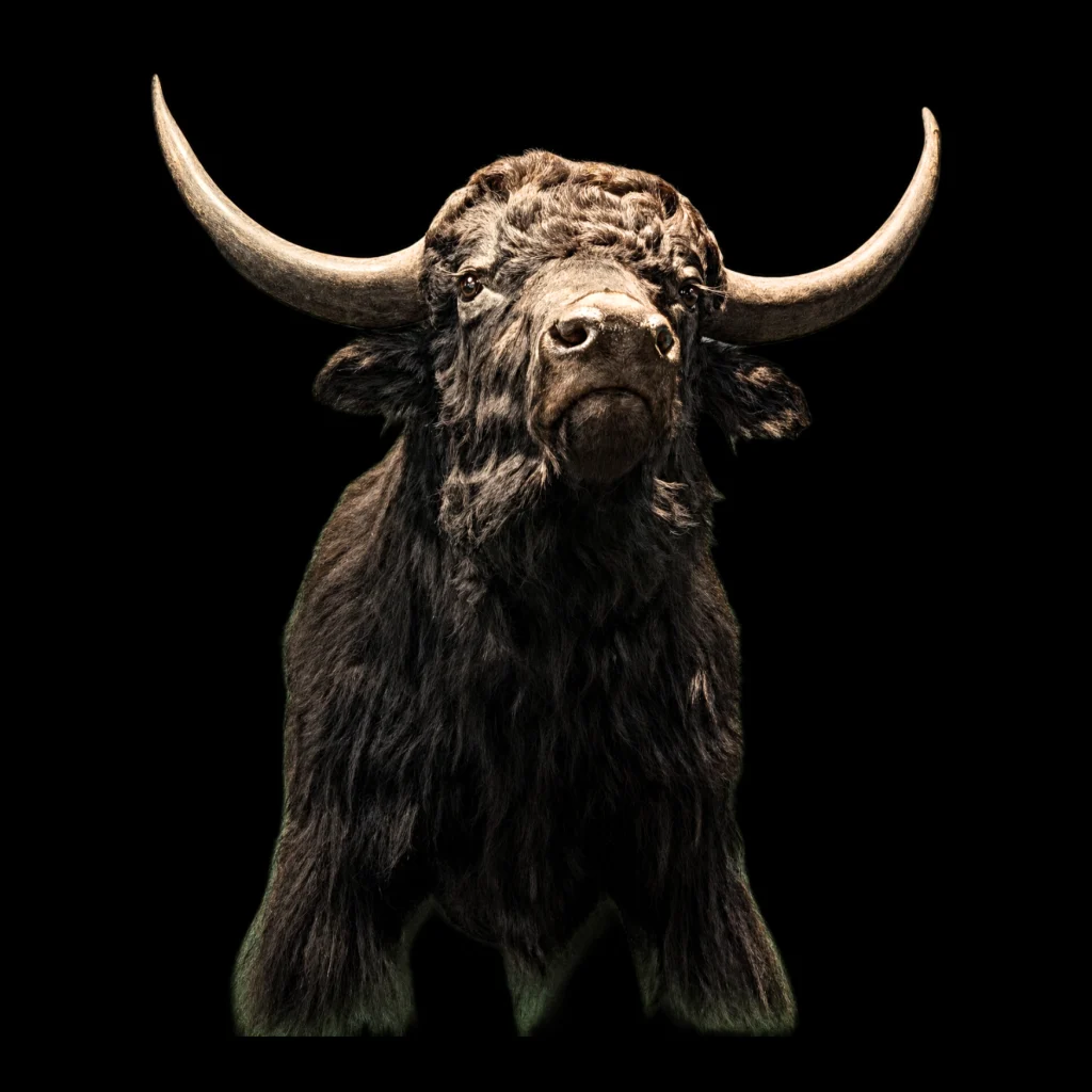 Tibetan Yak Trophy Mount. Tibetan Yak Trophy Mount – A Majestic Emblem of the High Himalayas