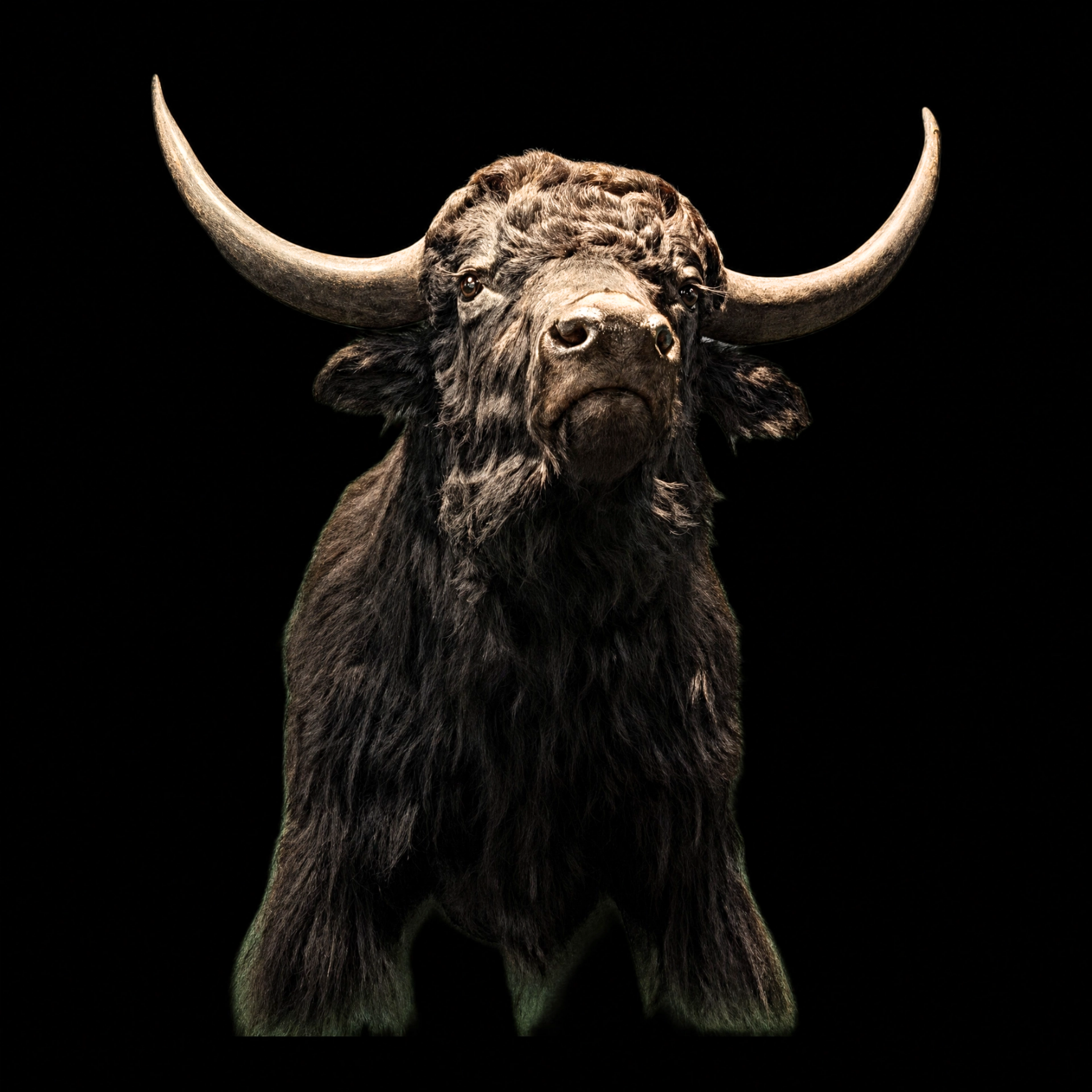 Tibetan Yak Trophy Mount. Tibetan Yak Trophy Mount – A Majestic Emblem of the High Himalayas