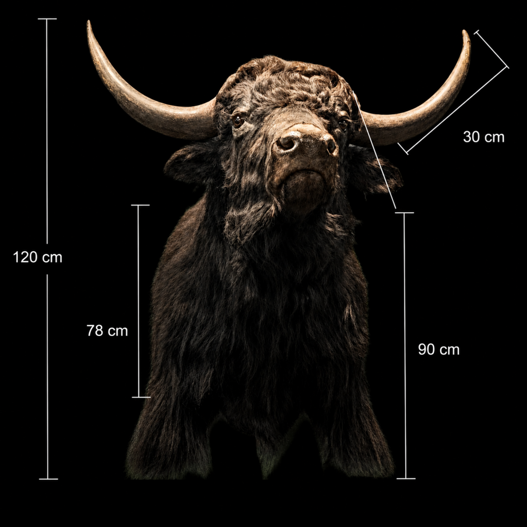 Tibetan Yak Trophy Mount. Tibetan Yak Trophy Mount – A Majestic Emblem of the High Himalayas - preview photo 3123