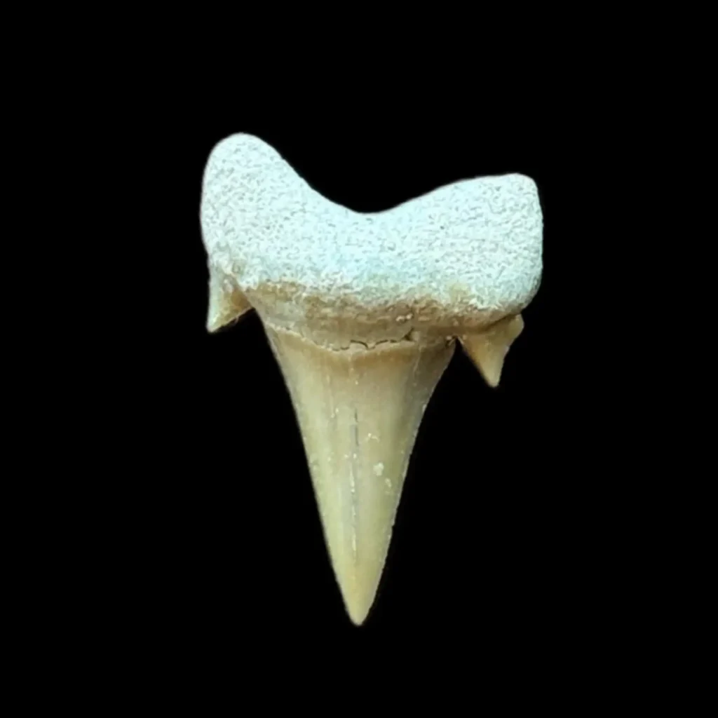 Prehistoric Power: Authentic Otodus obliquus Tooth 2