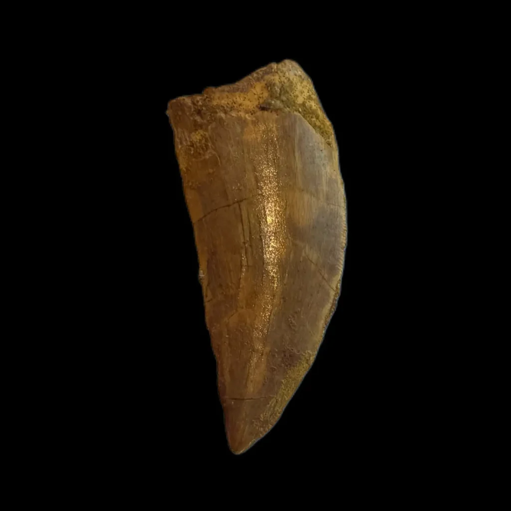 Ferocious Relic: Authentic Carcharodontosaurus Tooth from Morocco