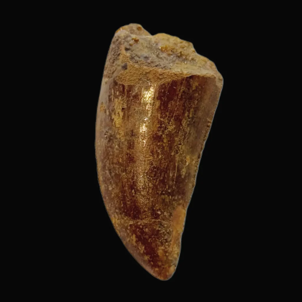 Ferocious Legacy: Authentic Carcharodontosaurus Tooth from Morocco