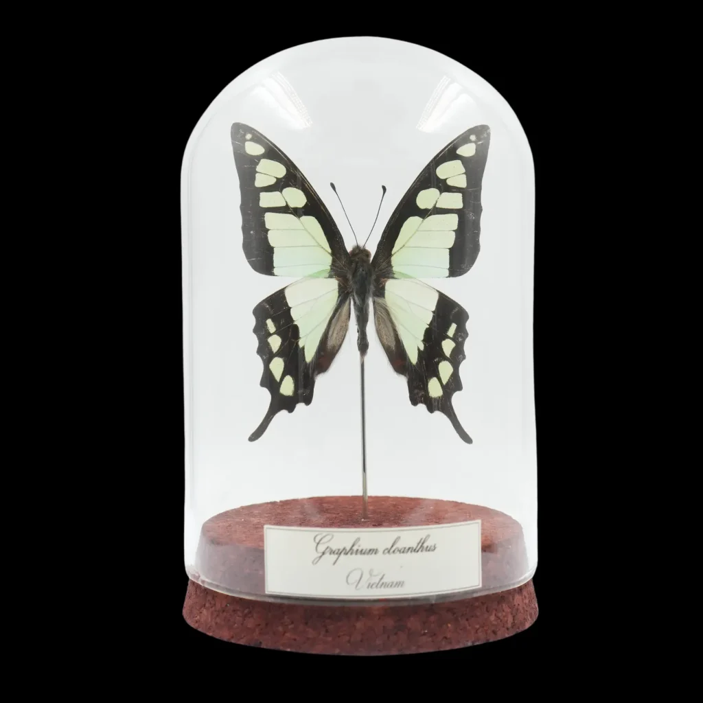 Graphium cloanthus – The Gliding Emerald of Vietnam