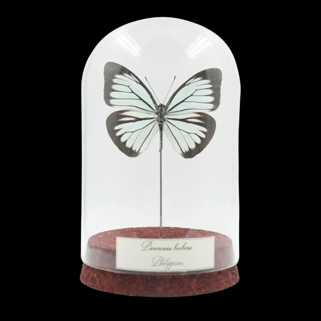 Pareronia boebera – The Ethereal Butterfly of the Philippines