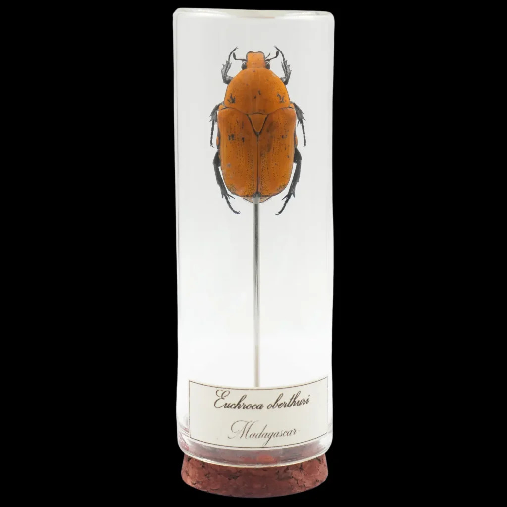 Euchroea oberthuri – The Golden Sunset Beetle of Madagascar