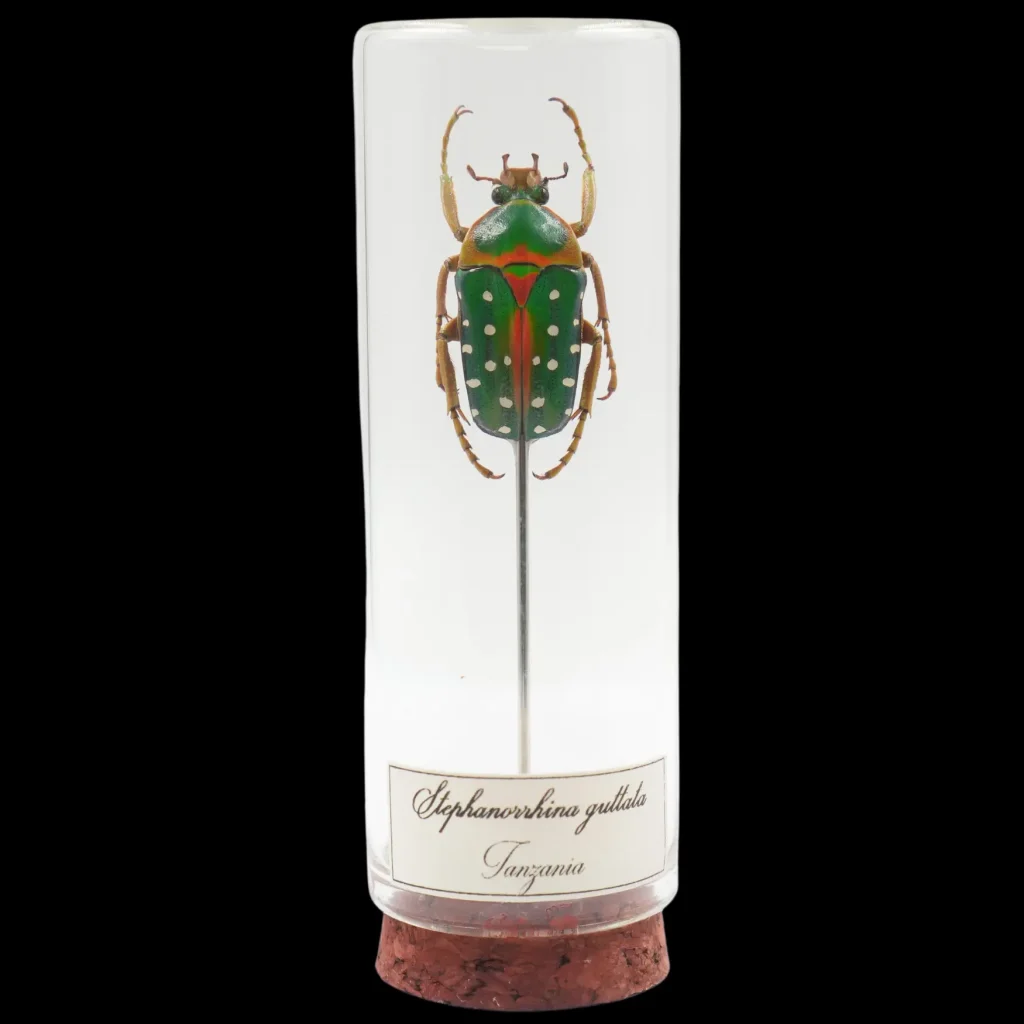 Stephanorrhina guttata – The Jewel Beetle of Tanzania