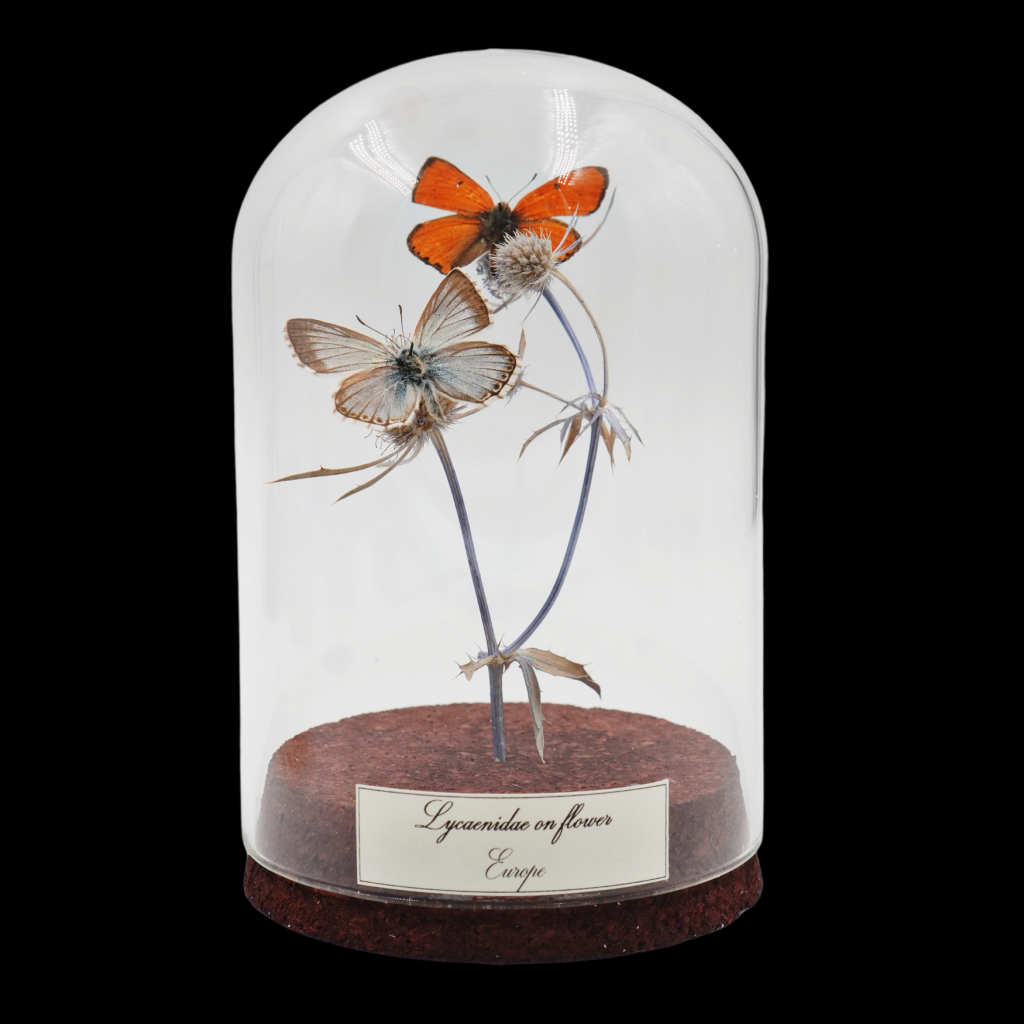 Lycaenidae sp. – The Jewel of Europe