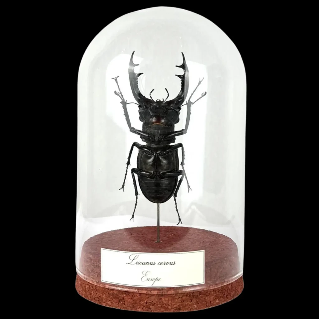 Lucanus cervus: Unique Treasure of Nature Preserved