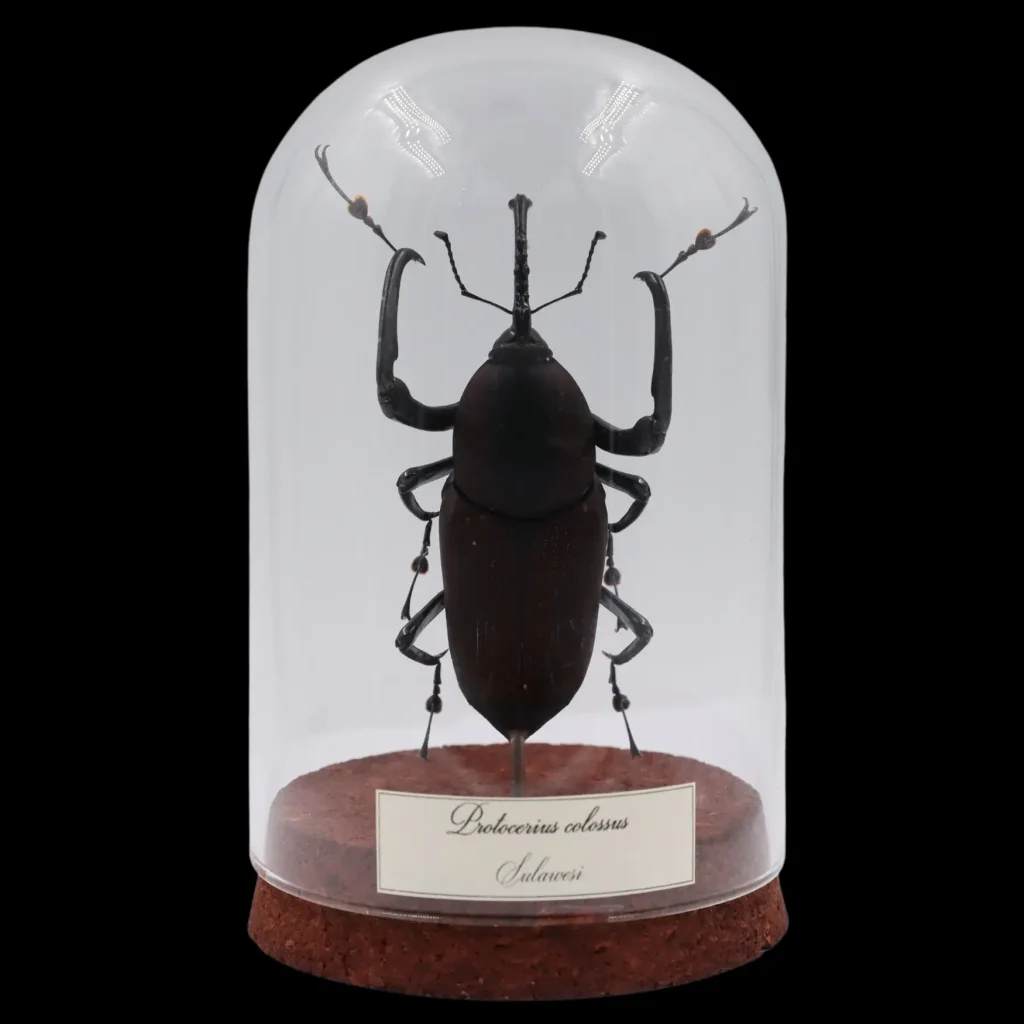 Protocerius colossus (Sulawesi) – Rare and Magnificent Beetle Specimen