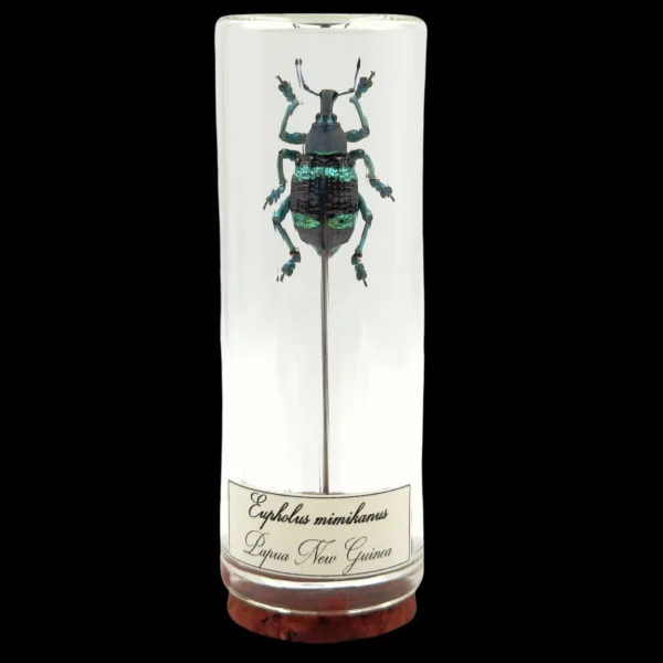 Tropical Jewel: Eupholus mimikanus, Papua New Guinea - preview photo 1123