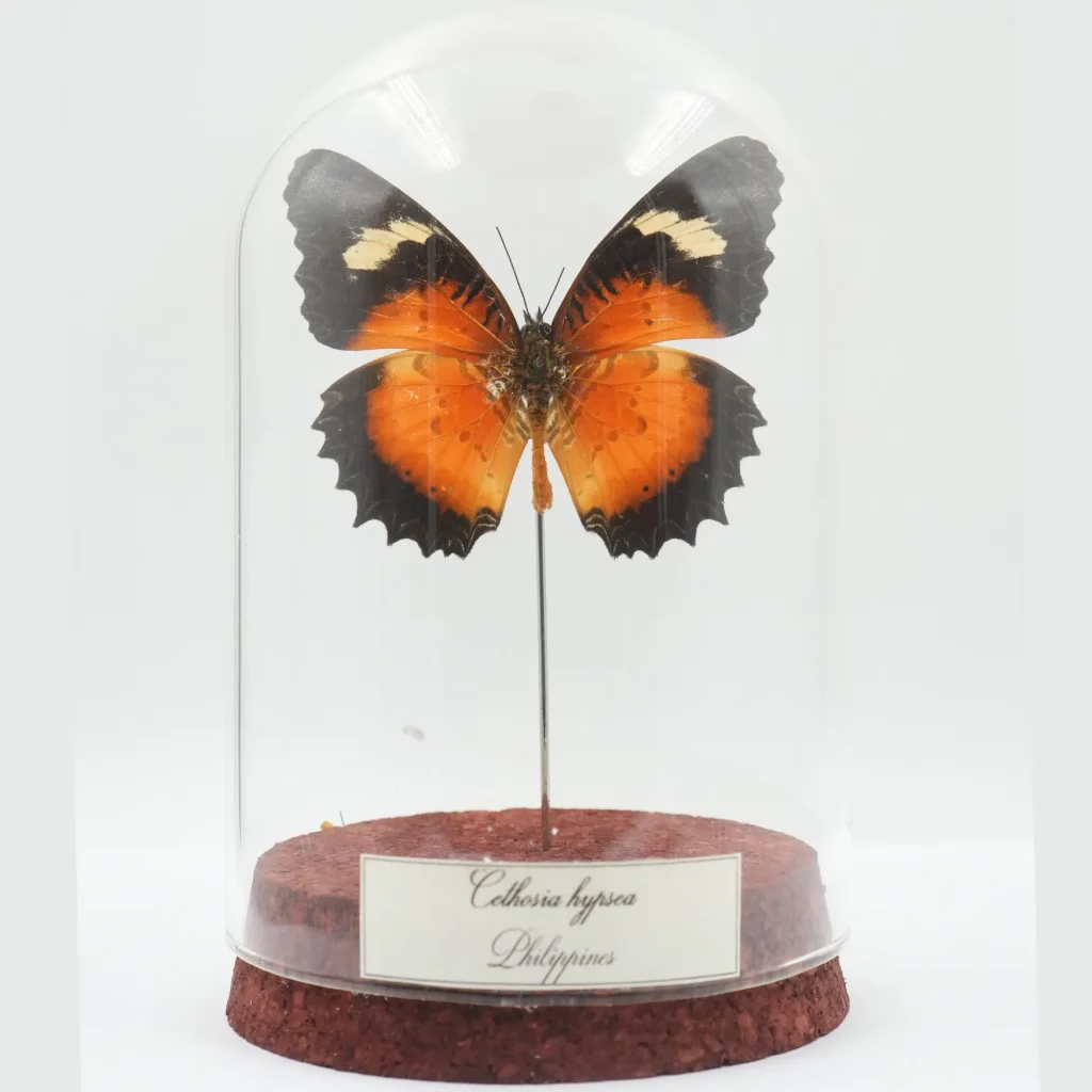 Cethosia hypsea – The Fiery Butterfly of the Philippines