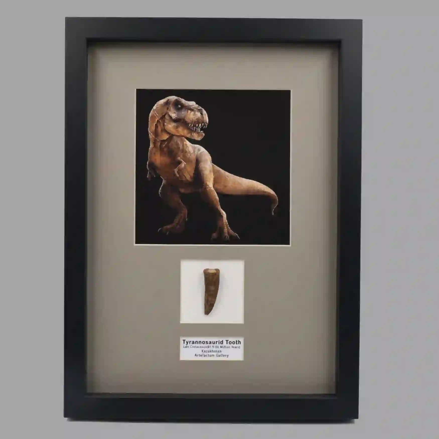 IMG_8072 Majestic Fossil: Large Tyrannosaurid Tooth from Kazakhstan - preview photo 4