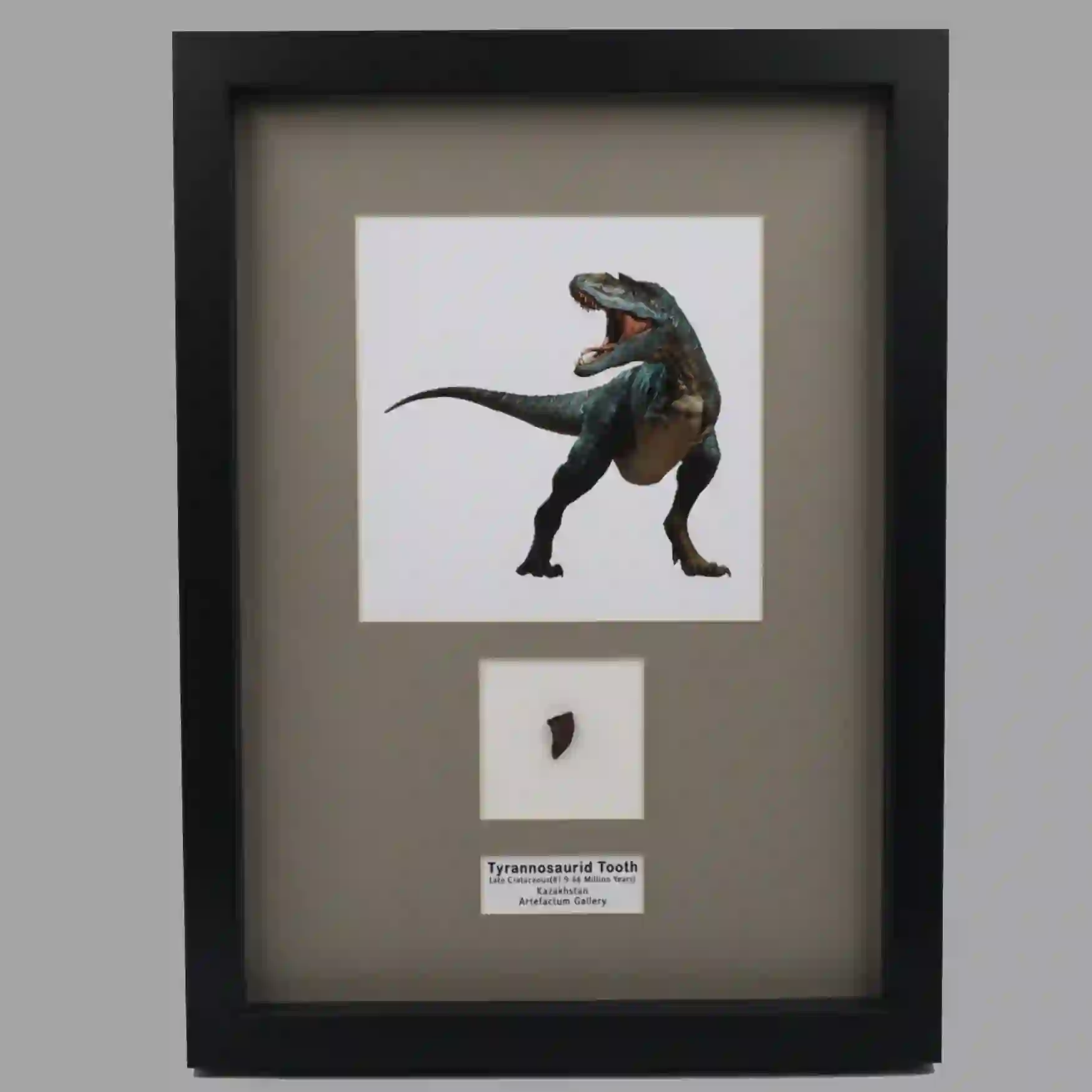 IMG_8074 Predator’s Relic: Tyrannosaurid Tooth from Kazakhstan - preview photo 3