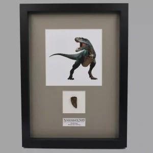 Natural Tyrannosaurid Tooth from Kazakhstan - preview photo 3