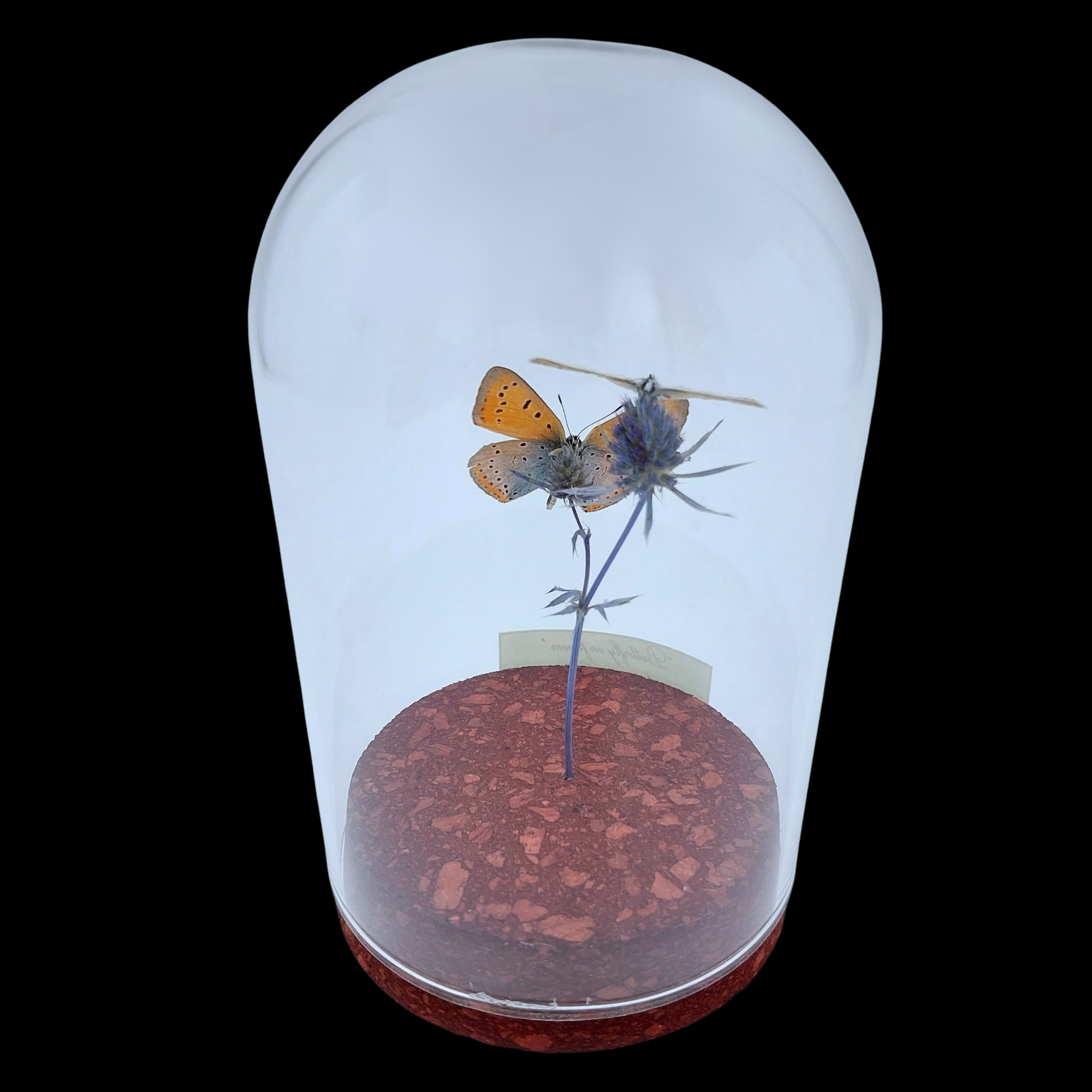 Lycaenidae sp. on dried bloom in Glass cloche, Europe - preview photo 2123