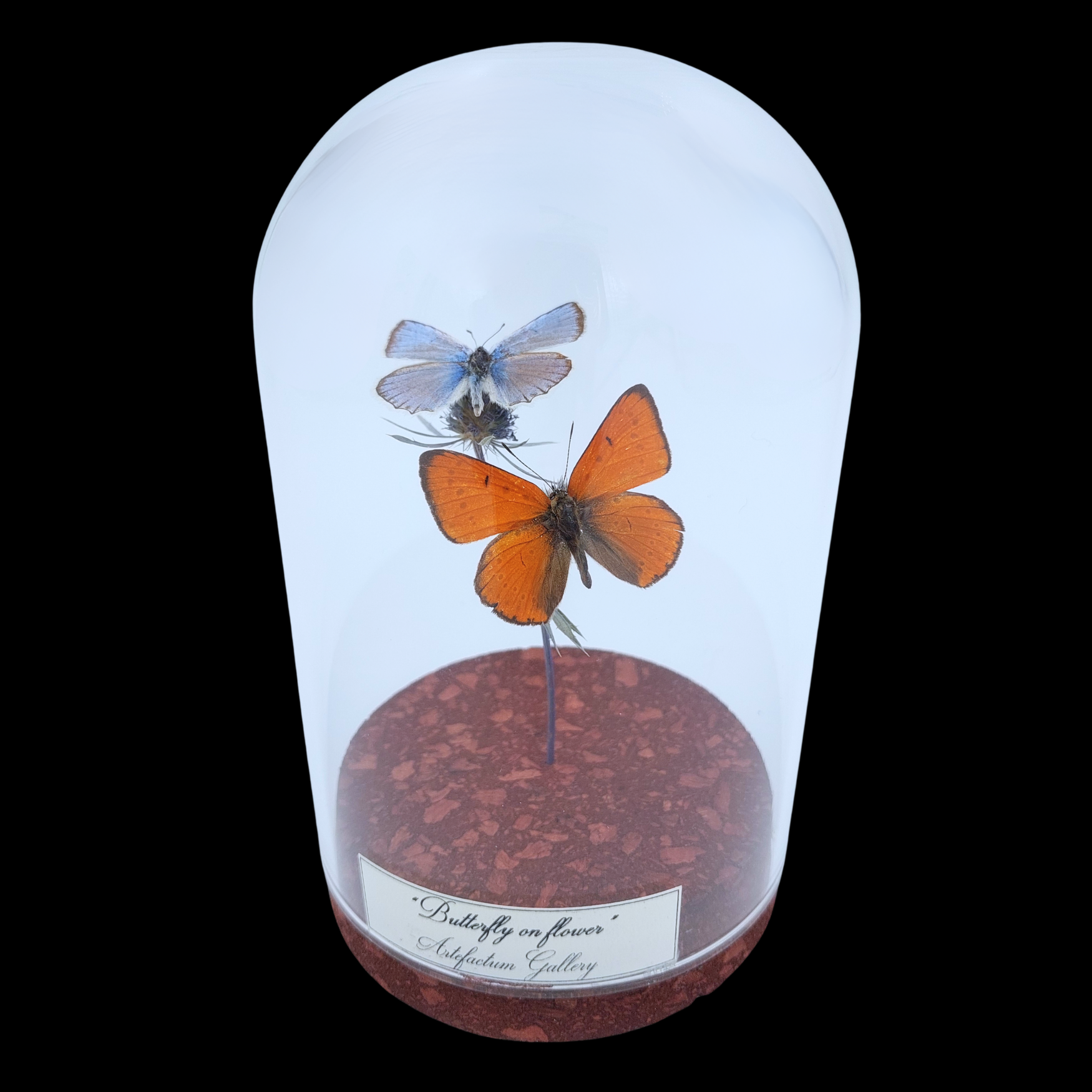 Lycaenidae sp. on dried bloom in Glass cloche, Europe - preview photo 1123