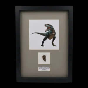 Natural Tyrannosaurid Tooth from Kazakhstan - preview photo 4