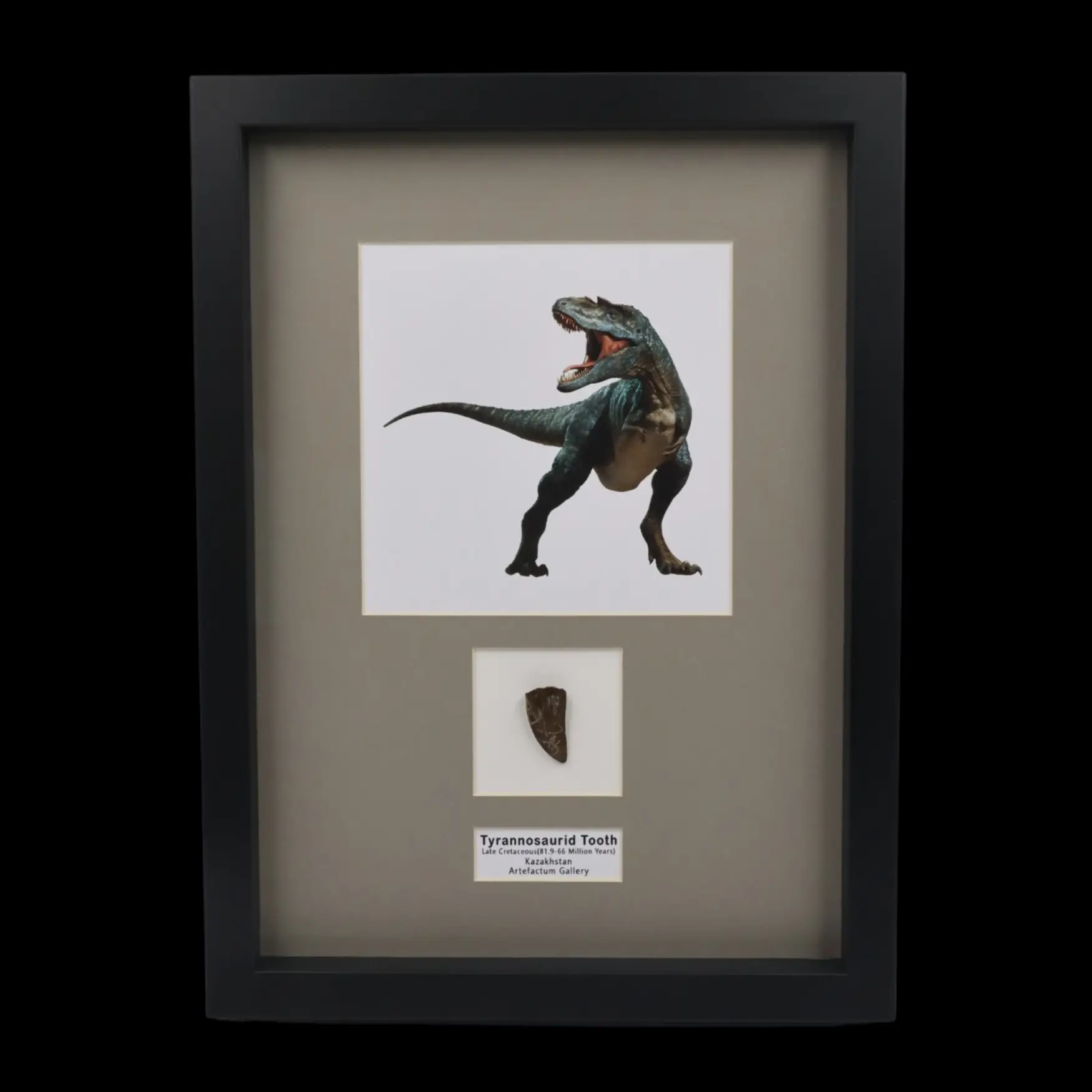 1 Natural Tyrannosaurid Tooth from Kazakhstan - preview photo 4