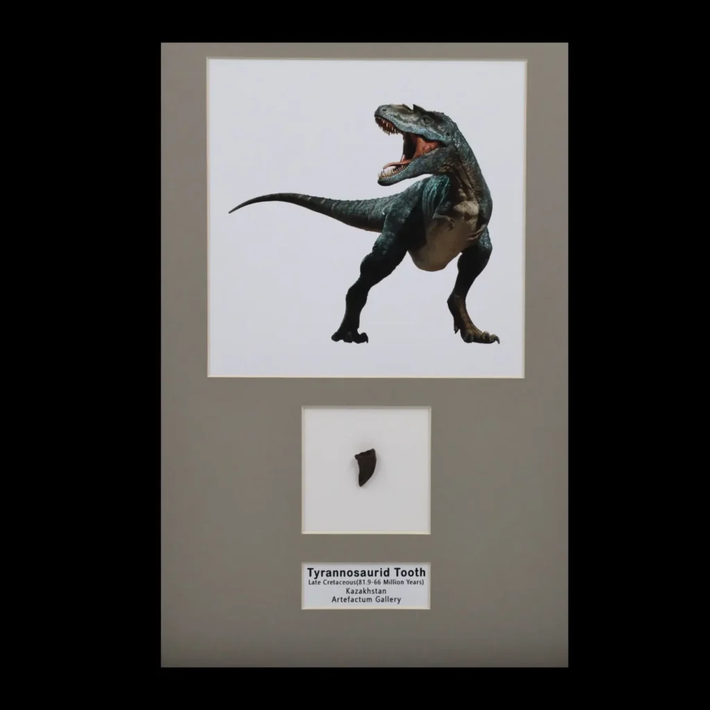 Predator’s Relic: Tyrannosaurid Tooth from Kazakhstan