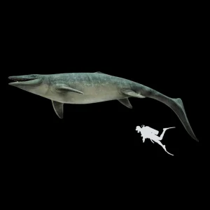 Skull of prehistoric "Sea dragon" (Mosasaur Thalassotitan), 72 mln years old, well preserved - preview photo 5