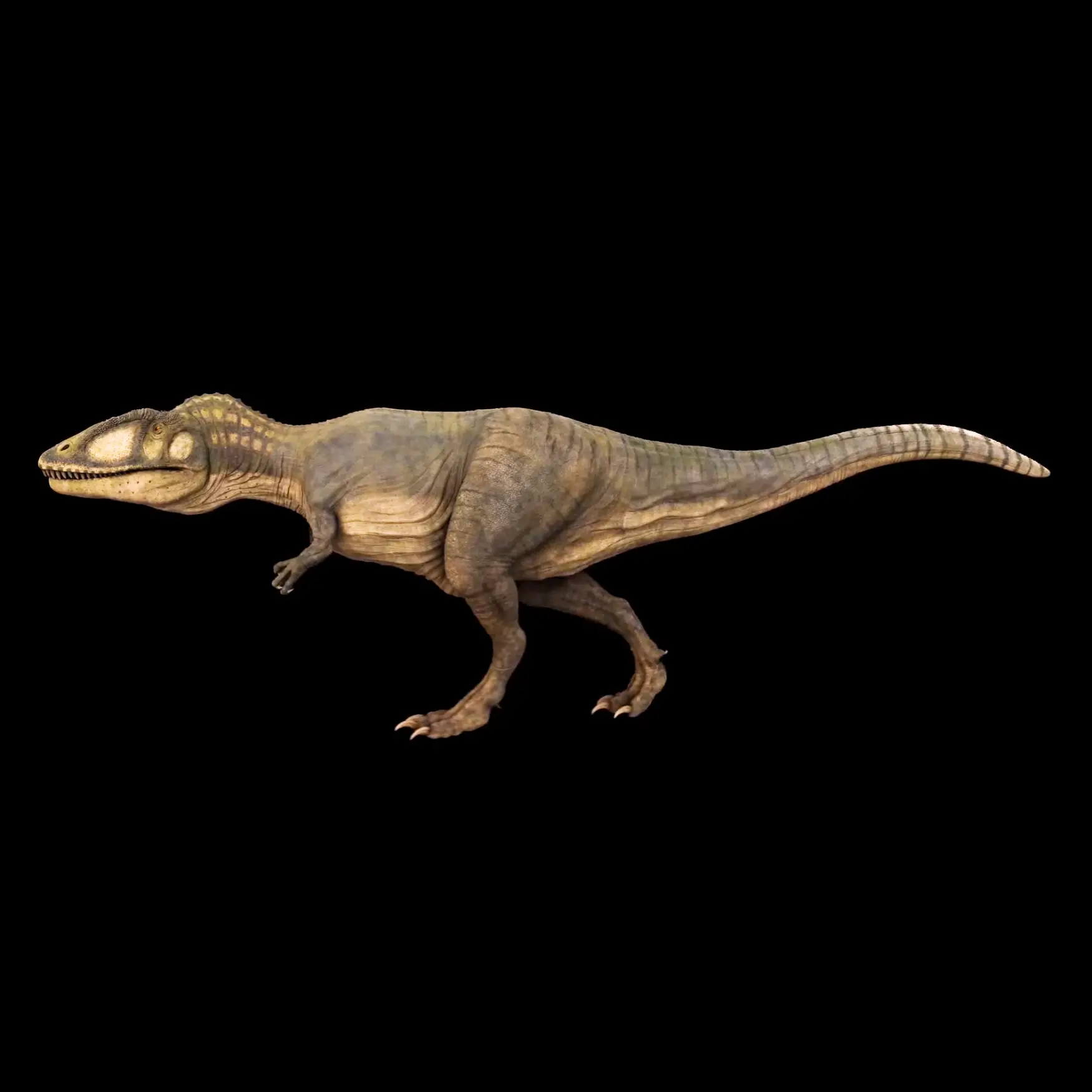 22 Ferocious Legacy: Authentic Carcharodontosaurus Tooth from Morocco - preview photo 2123