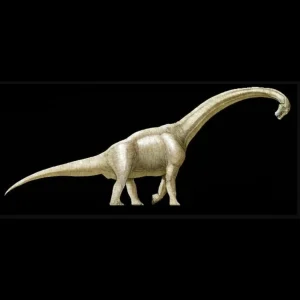 Bothriospondylus Phalanx - preview photo 4