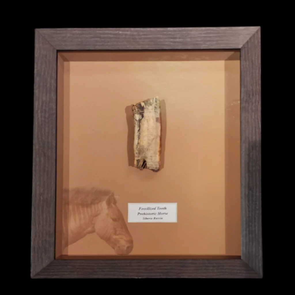 Echoes of the Ice Age – Fossilized Tooth of a Prehistoric Horse from Siberia