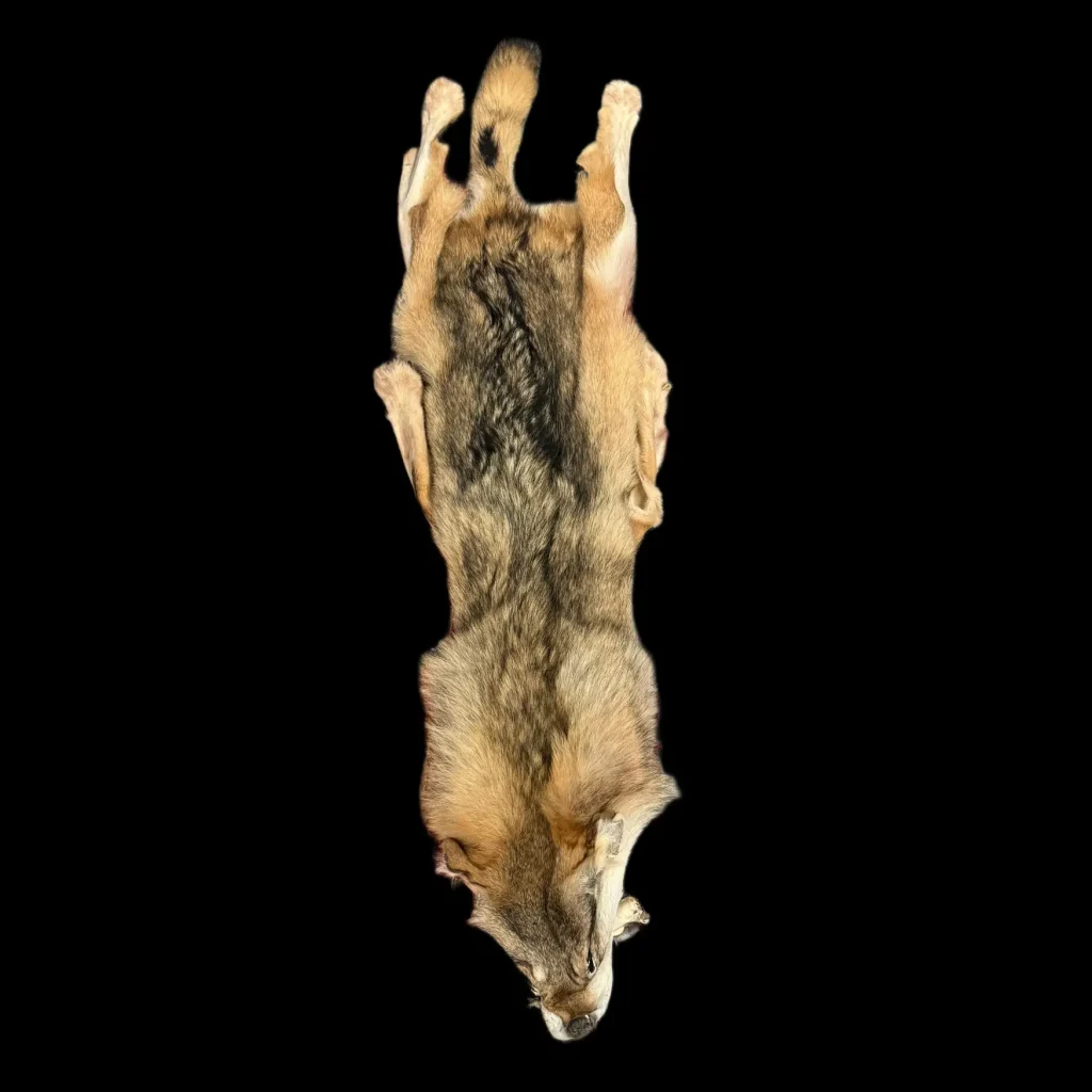 Majestic Grey Wolf Pelt – Symbol of Wilderness and Elegance