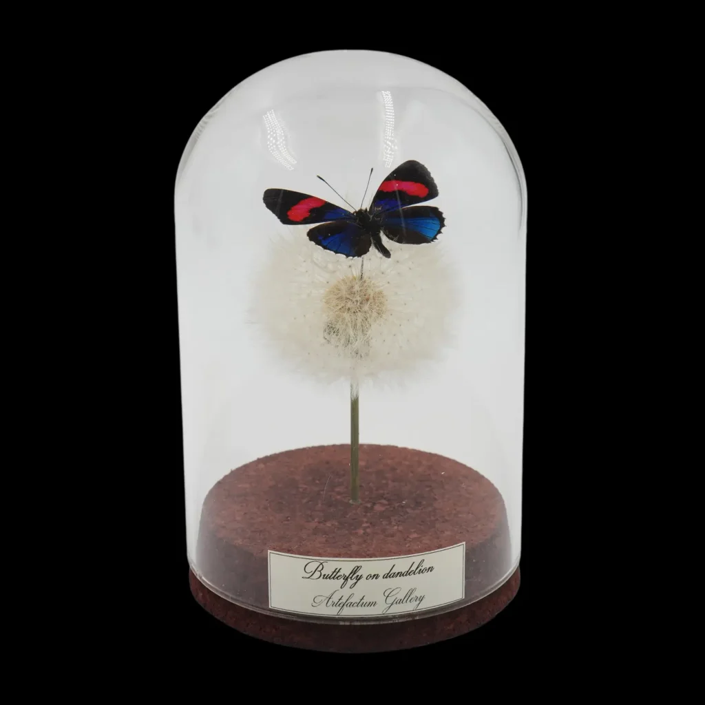 Blue and Red Striped Butterfly on Dandelion in Glass cloche