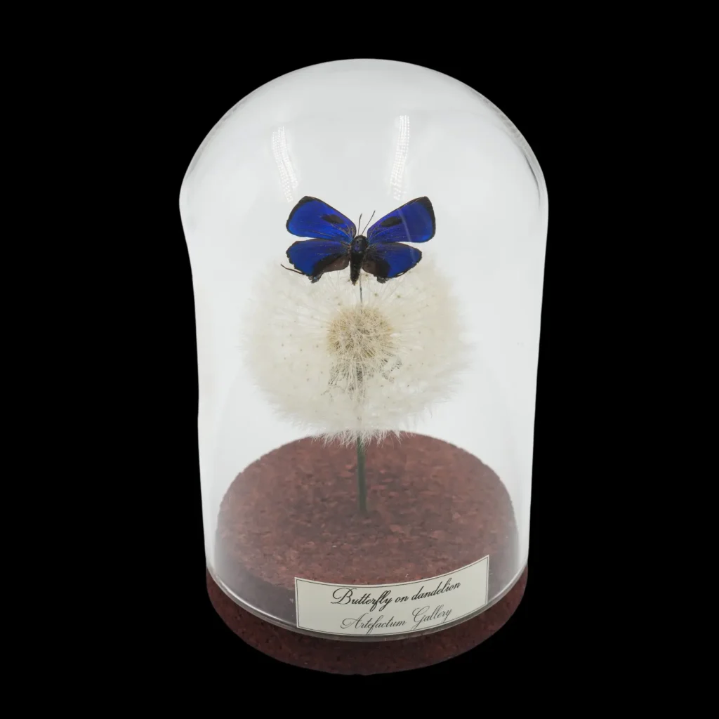 Blue Butterfly on Dandelion in Glass cloche