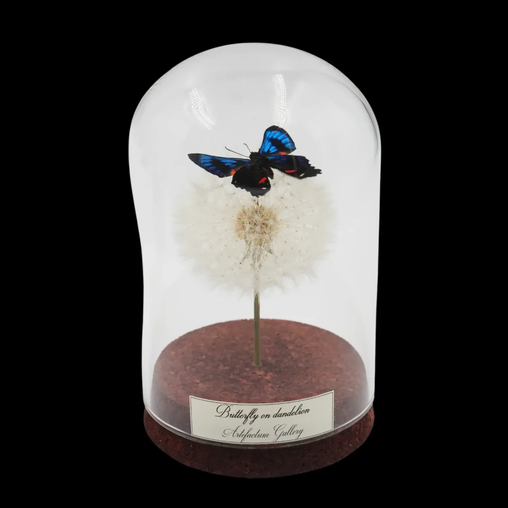 Blue and Red Spotted Butterfly on Dandelion in Glass Cloche