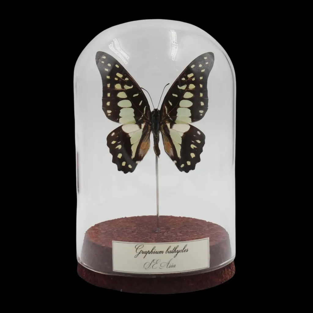 Graphium bathycles in Glass cloche, South-East Asia