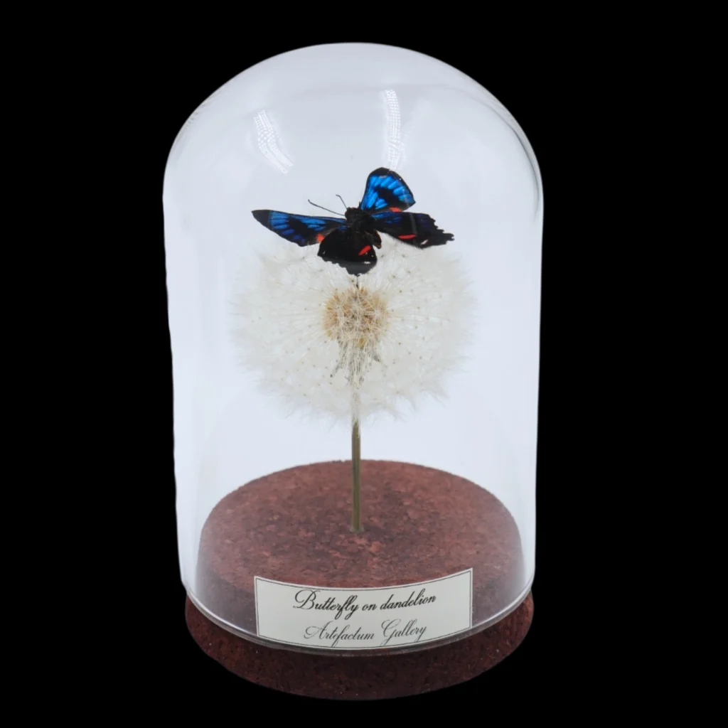 Blue and Red Spotted Butterfly on Dandelion in Glass Cloche
