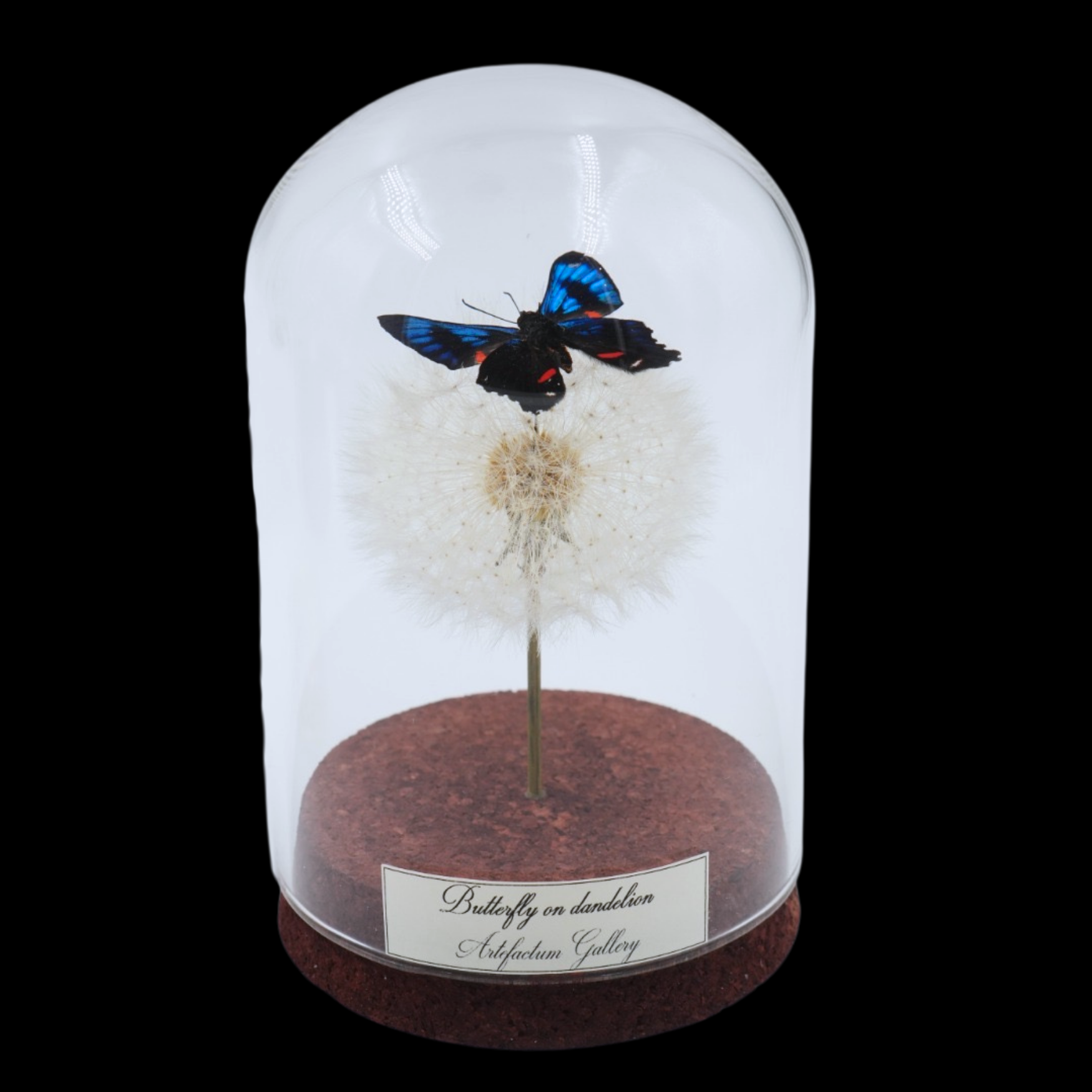 Blue and Red Spotted Butterfly on Dandelion in Glass Cloche - preview photo 1123